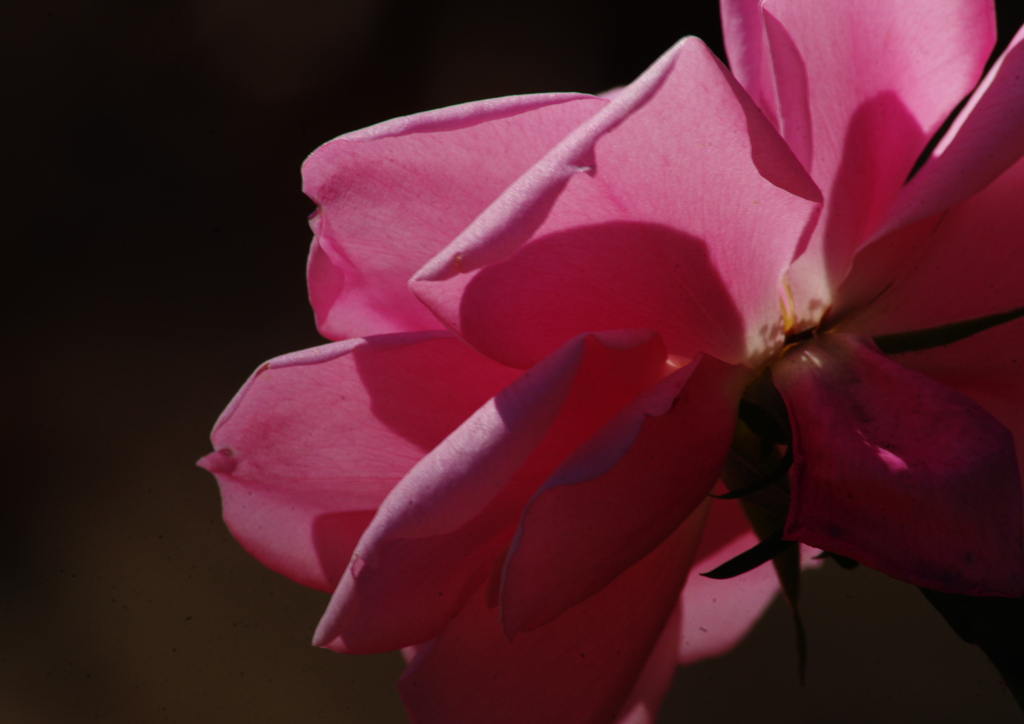 薔薇