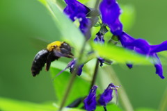 虫達を追って　クマバチ