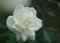 行秋　白薔薇　Ⅱ