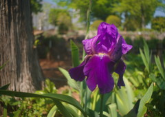 春色　ジャーマンアイリス