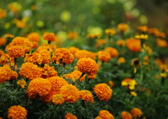 OLD LENS  マリーゴールド