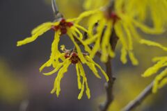 仲春　マンサク