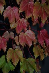 行秋　蔦・紅葉