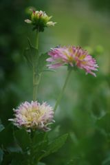 晩夏　ダリア　Ⅲ