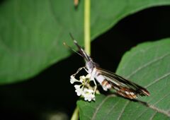 行秋　？蝶　Ⅱ