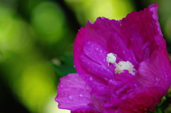 夏を探して　ムクゲ　Ⅱ