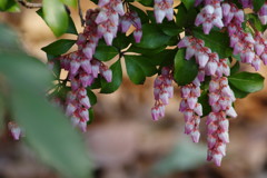 春を探して　アセボ