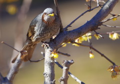 野鳥を探して　ヒヨドリ　Ⅲ