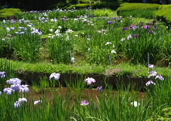 身近な風景　薬師池公園