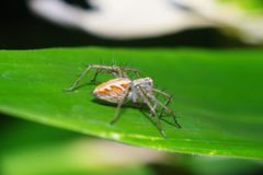 仲夏　蜘蛛　Ⅱ