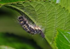 初夏　蝶の幼虫？？？