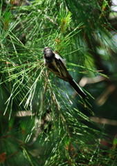 野鳥を探して　エナガ？　Ⅱ