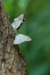 花と虫達　オオムラサキ　Ⅱ
