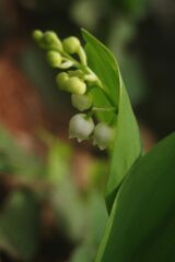 晩春　スズラン