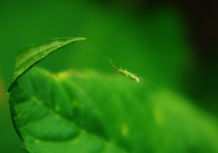 小さな虫達