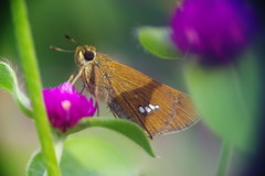 花と蝶　セセリチョウ