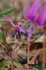 春光　カタクリ