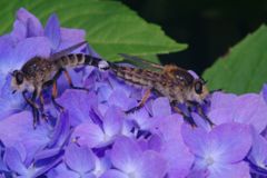 仲夏　シオヤアブ