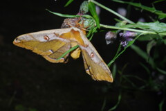 落日　ヤマアザミに蛾