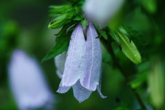 向暑　ホタルブクロ