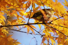 野鳥を探して　メジロ　Ⅱ