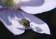 立夏　ハナムグリ