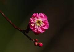 冬を探して　梅　Ⅱ