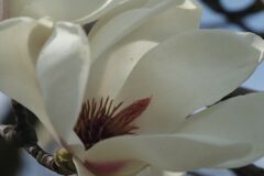 仲春　ハクモクレン　Ⅱ