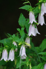 初夏を探して　ホタルブクロ　Ⅱ