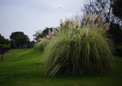 OLD LENS  パンパスグラス