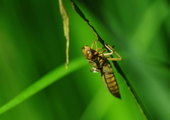 花と虫達　トンボ