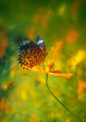 花と虫達　タテハチョウ　Ⅱ