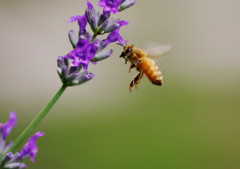 虫達を追って　ミツバチ