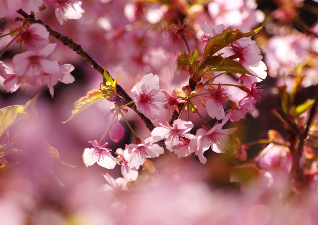 春を探して　河津桜　Ⅱ