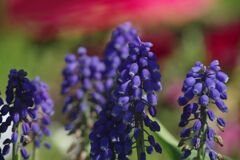 晩春　ムスカリ