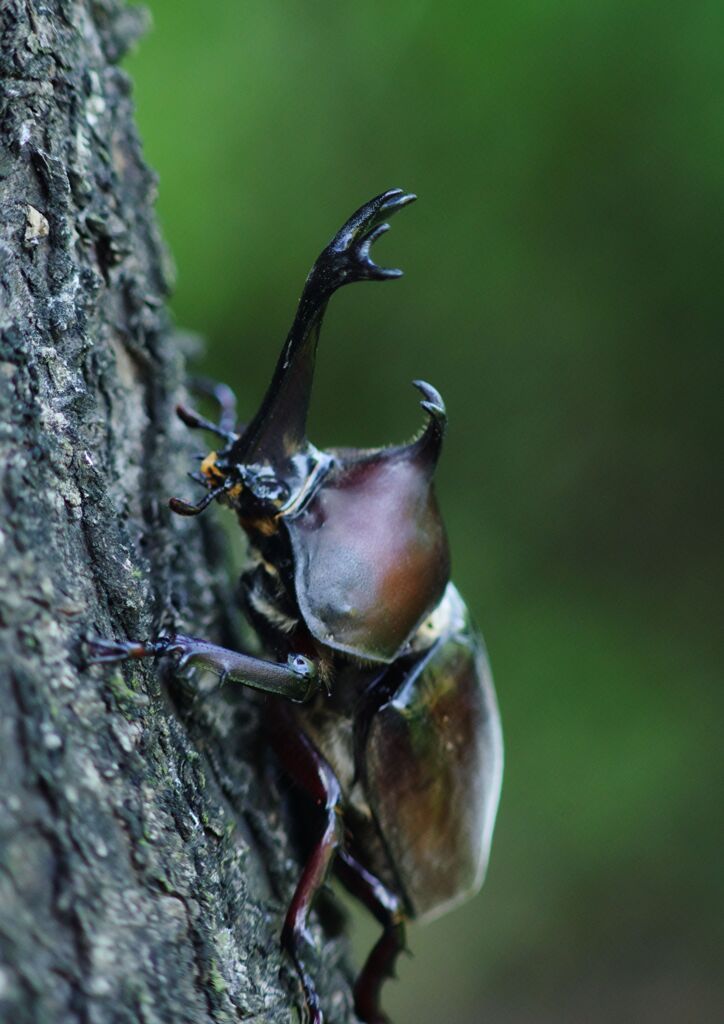 季夏　カブトムシ