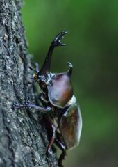 季夏　カブトムシ