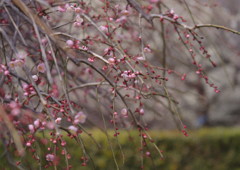 OLDLENS  枝垂れ梅