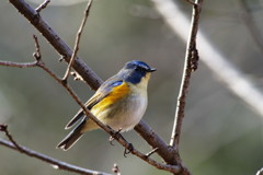 野鳥を探して　ルリビタキ　♂