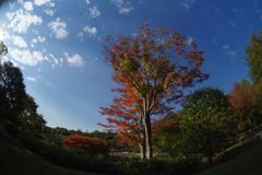 寒露　昭和記念公園