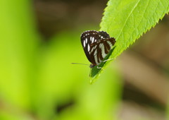 花と虫達　ミスジチョウ