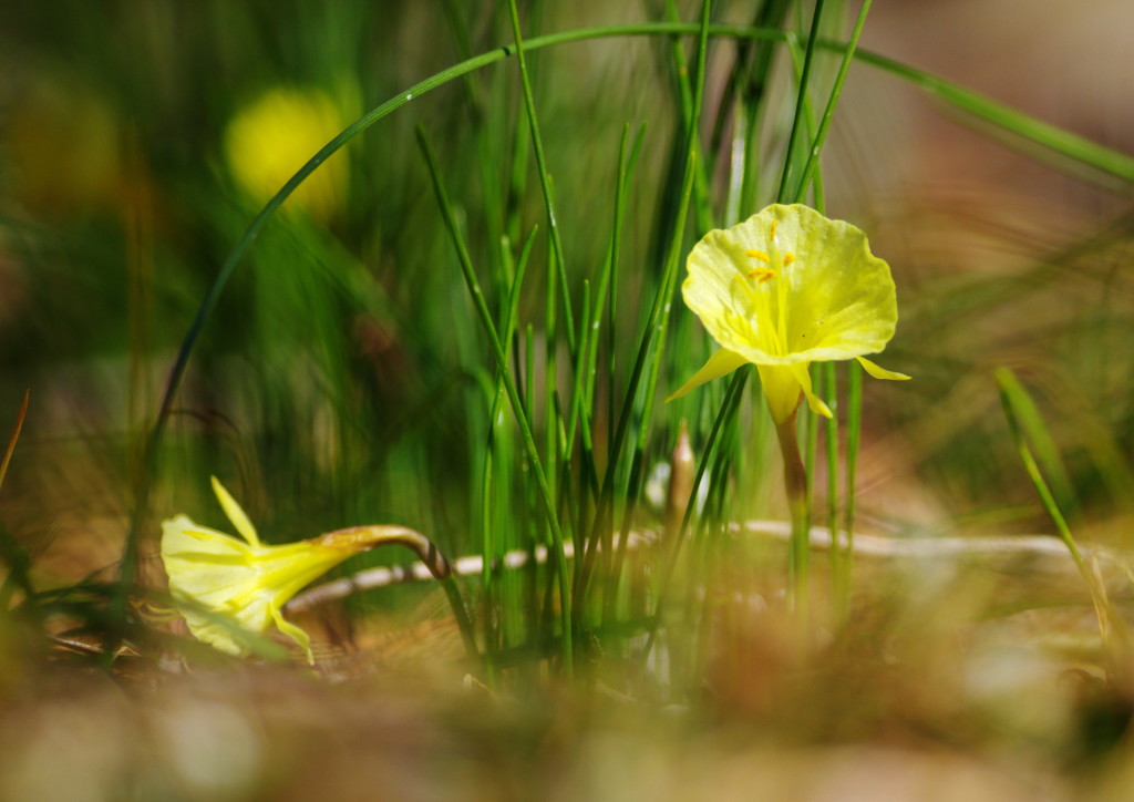 旅写真　ペチュート水仙