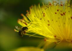 万緑　ビヨウヤナギ