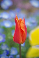 晩春　チュウリップ