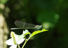 花と虫達　イトトンボ