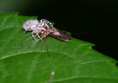 仲夏　クモ・食事中
