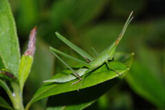蝉時雨　ショウリョウバッタ