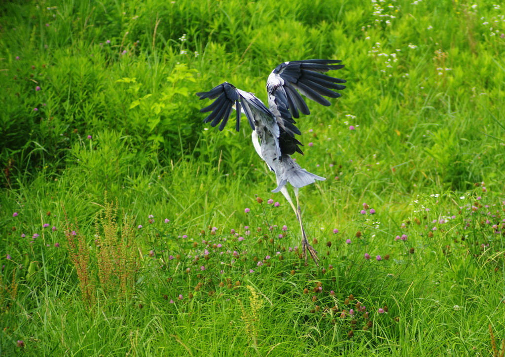 野鳥を探して　アオサギ