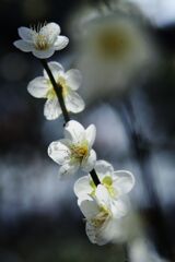 春寒　白梅