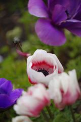 春風　アネモネ　Ⅱ